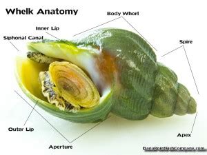 Whelk Anatomy | Dana Point Fish Company