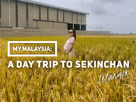 My Malaysia: A Day Trip to Sekinchan, Selangor - She Walks the World