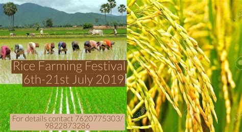 Rice Plantation (भात लावणी) with the Farmers