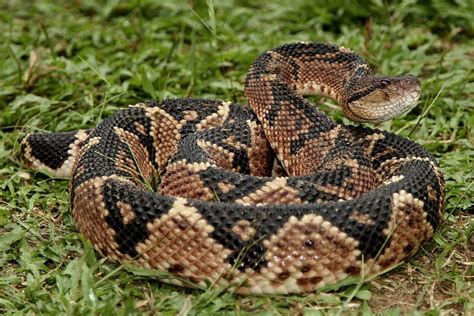 Bushmaster (Lachesis muta) | Bushmaster, Snake, Cute snake