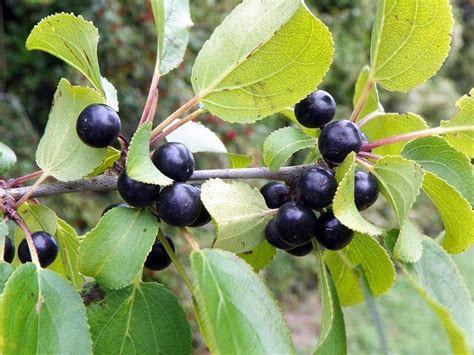 Rhamnus cathartica. Ver arbol su hoja y fruto