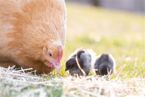 Broody Hen 101: Troubleshooting a Broody Hen - The Pioneer Chicks