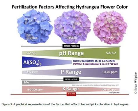 Hydrangeas: Getting the (right colour) blues – ONfloriculture