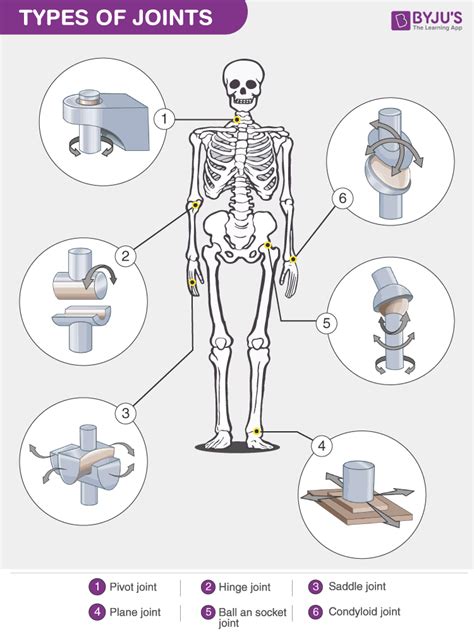 Types Of Synovial Joints Table