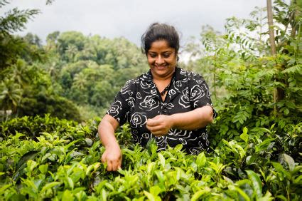 Sri Lankan Tea Cultivation