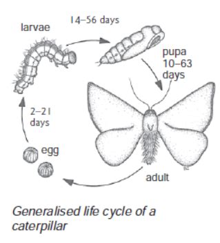 Diseases and Pests of Plants - MyKnowledgeBase.in