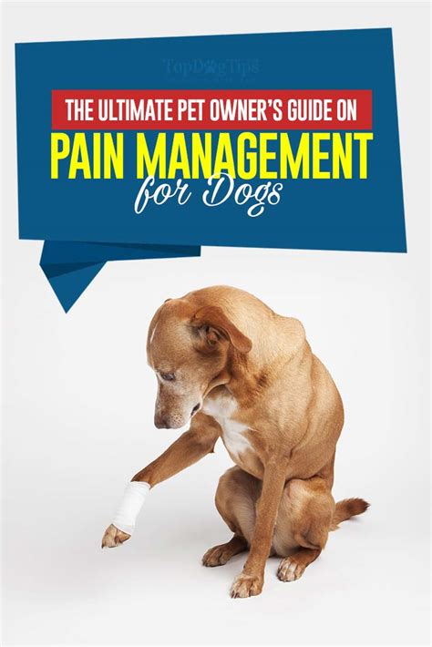 Pain Management for Dogs: The Ultimate Guide