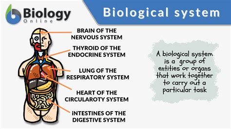 Biological system - Definition and Examples - Biology Online Dictionary