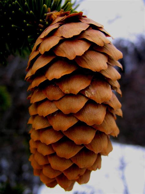 Pine cone Free Photo Download | FreeImages