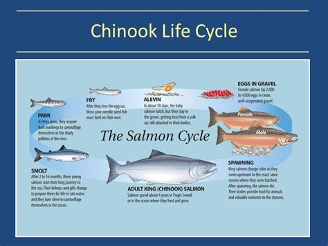 NRM 12 Blog: Life Cycle of the Salmon