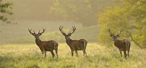 Wild, Jagd und Natur | Deutscher Jagdverband