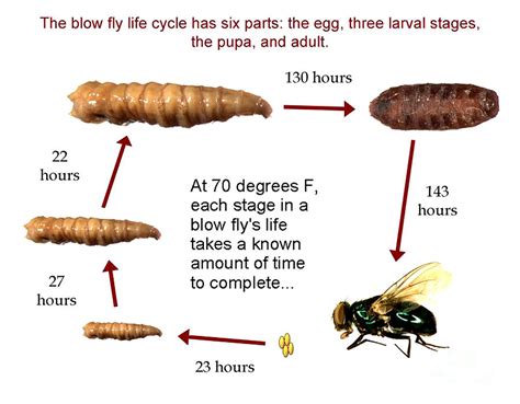 Forensic Helper, Life Cycle Of Blow Fly Photograph by Science Source