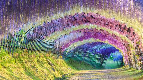 Kitakyushu's Wisteria Tunnel - Tomorrow's World Today®