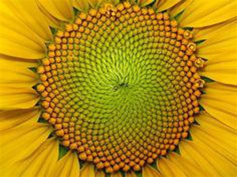 7 Beautiful Examples Of The Fibonacci Sequence In Nature | Fibonacci ...