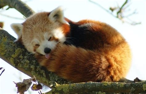 36 Red Pandas Taking Advantage Of The Sleepy Season | Red panda ...