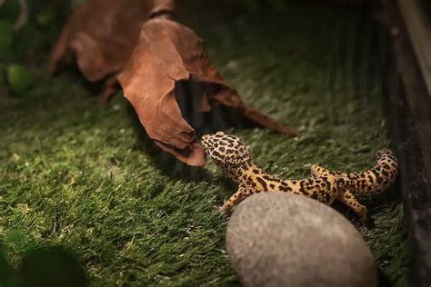 Best Leopard Gecko Habitat: Tank Size, Substrate, Lighting & Hides