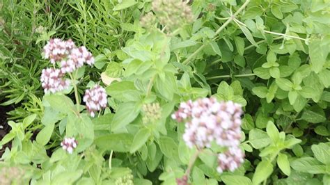 Fresh Oregano: Benefits, Extraction, How to Dry? — LETIME STILL