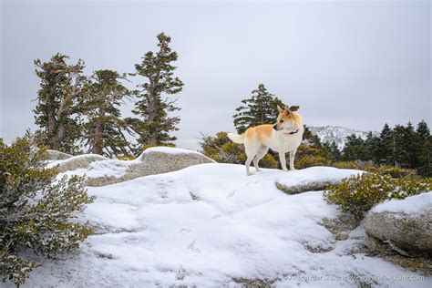 Winter Hike to Tahquitz Peak – Alexander S. Kunz Photography