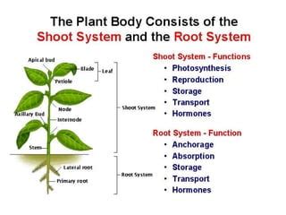 Plant morphology | PPT