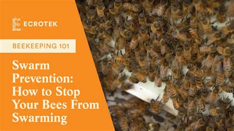 Beekeeping 101: Swarm Prevention: How to Stop Your Bees From Swarming ...