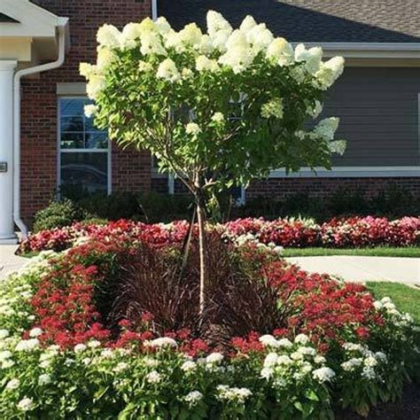 Limelight Hydrangea Tree Flowering Patio Plant Cannot Ship - Etsy