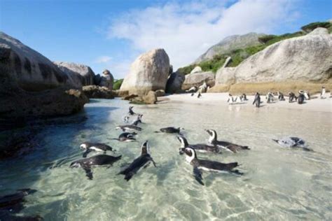 Boulders Beach Penguin Colony: Swim with the Penguins