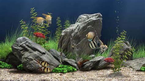 Watch Virtual Aquarium - Fish Tank | Prime Video