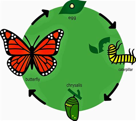 The butterfly life cycle has four life stages | Whizzed Net