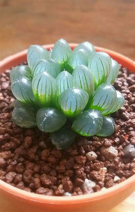 15 Best Awesome Ideas DIY Indoor Succulents Plant Garden 3 | Unusual ...