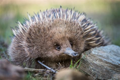 Echidna with a Face Full of Ants | Sean Crane Photography