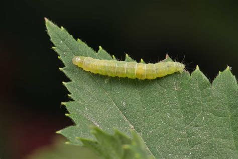 Leafroller Caterpillar Control: Identification and Treatments