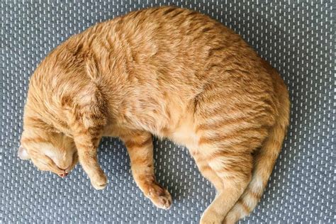 14 Sleeping Cat Positions and What they Reveal about your Kitty