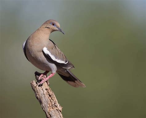 White-winged Dove (Zenaida asiatica) – A Migratory Game Bird Profile