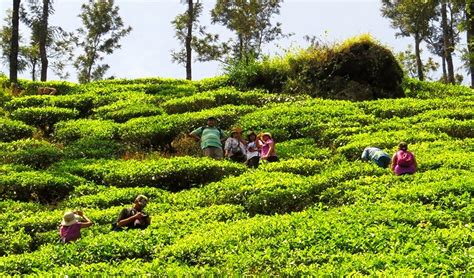 Chikmagalur Coffee Estate Tour - Today’s offer Rs.1180 ( 22 % off)