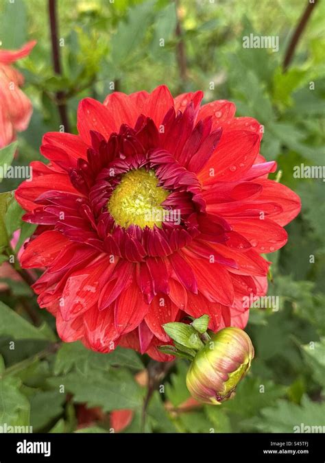 Zoomed pic of a dahlia flower - Raja Seat Garden Madikeri Stock Photo ...