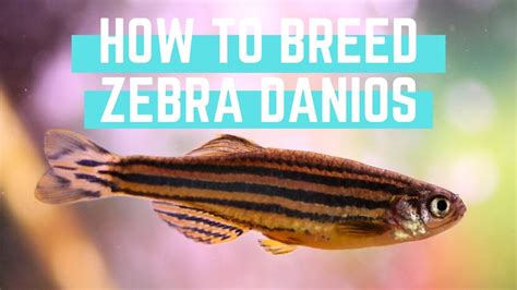 How to Easily Breed Zebra Danios - YouTube