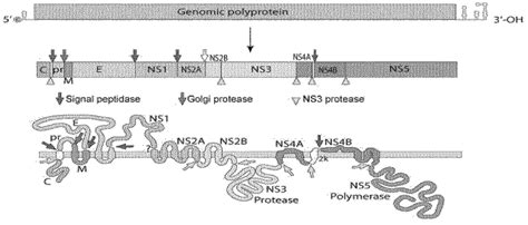 Structure of Flavivirus genome | Download Scientific Diagram