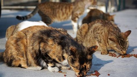 Charges Dismissed Against Feral Cat Caretaker: Cats Will Be Fed - CatTime