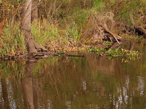 I Heart My Pen: Photography (and other animals): Haunted Swamp, Louisiana