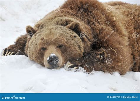 Sleeping grizzly bear stock image. Image of claws, bear - 24477713