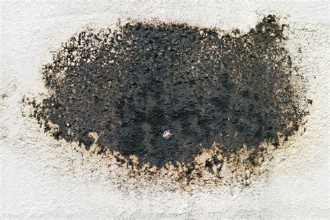 Signs of Black Mold Growth