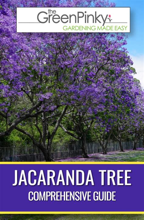 Jacaranda Tree — What Should You Know? Our Complete Guide