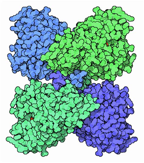 PDB-101: Molecule of the Month: Phenylalanine Hydroxylase