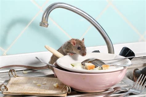 Here are Some Rodent Control Strategies to Maintain a Safe and Clean Home