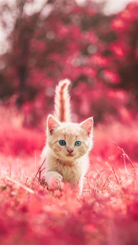 94 Hd Wallpaper Of Cute Cat Images & Pictures - MyWeb