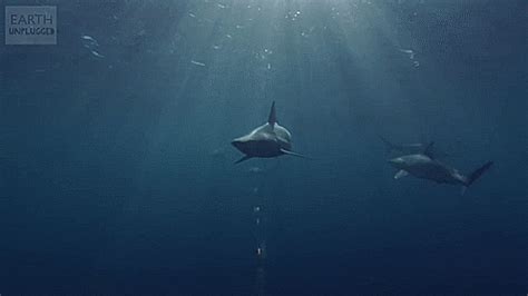 30 Incredible Shark Gifs at Best Animations