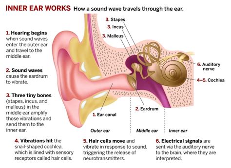 Hearing, Transmission of sound waves in Cochlea, Functions of Cochlea ...