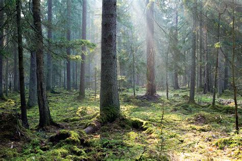 Białowieża Forest: A new threat | Science