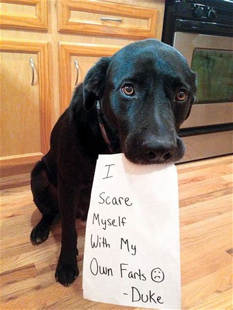 Beware Of The Funny Dogs - 24 Pics