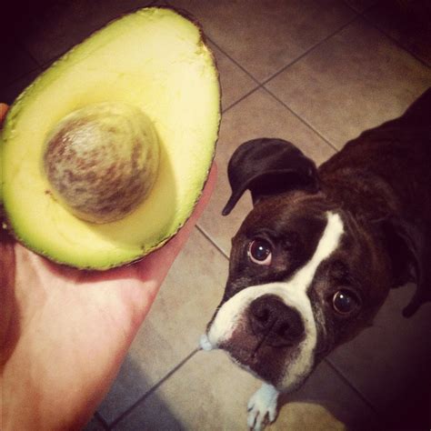 Are Avocados Bad For Dogs? What do the experts say?